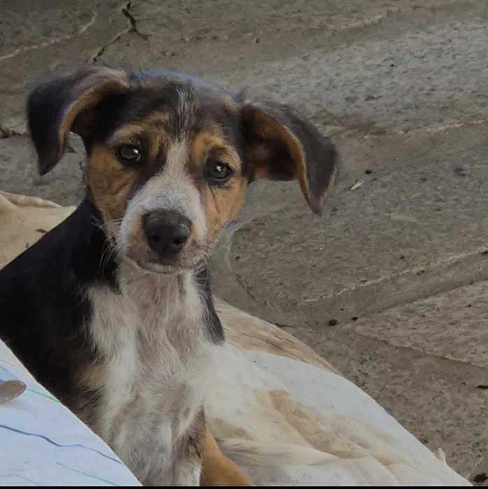 Adoção urgente - filha de cadelinha de rua