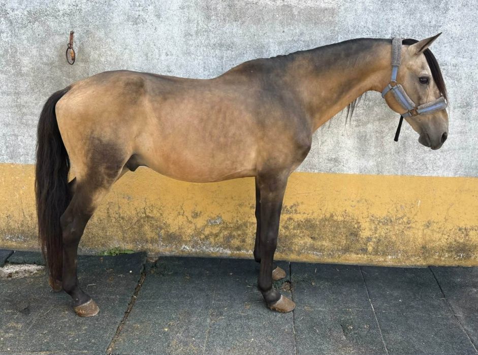Cavalo puro sangue lusitano