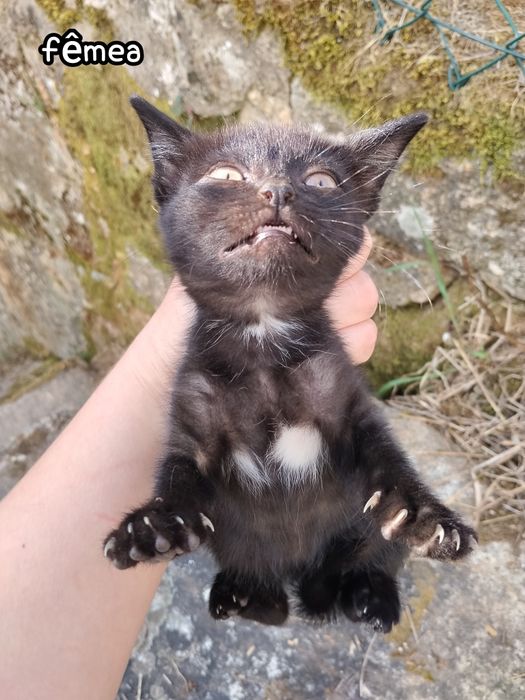 Gatinhos para adotar com um mês e meio