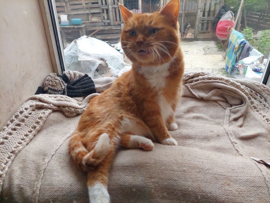 Pilne! Do adopcji piękna kotka ok 3 letnia