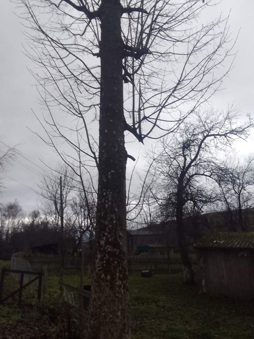 Клен (явір), кругляки, пиломатеріал