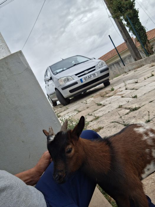 cabrito a pilha criado a mão
