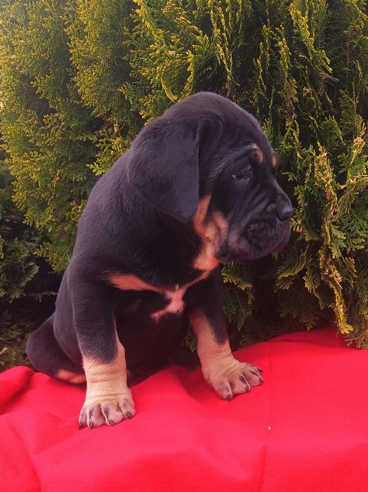 Piękny pies Cane Corso sprzedam