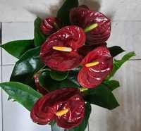 Антуриум сорт Арамон