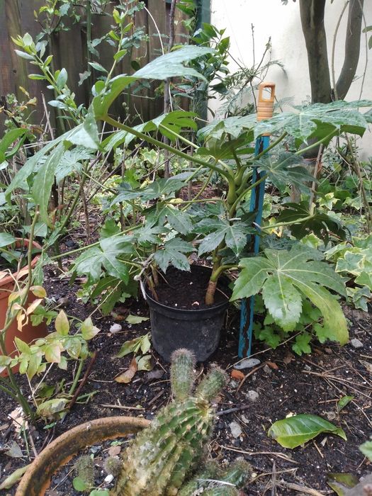 Planta aralia japonesa