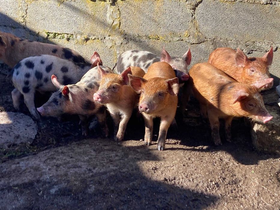 Leitões Duroc x Pietran