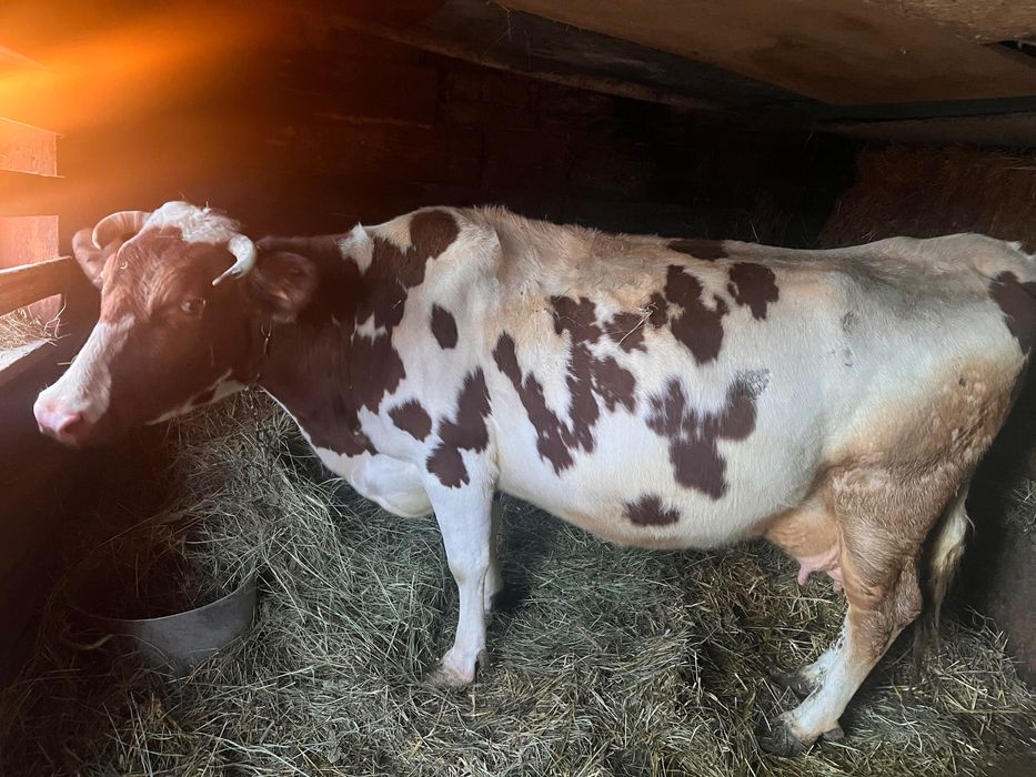 Продам гарну корову