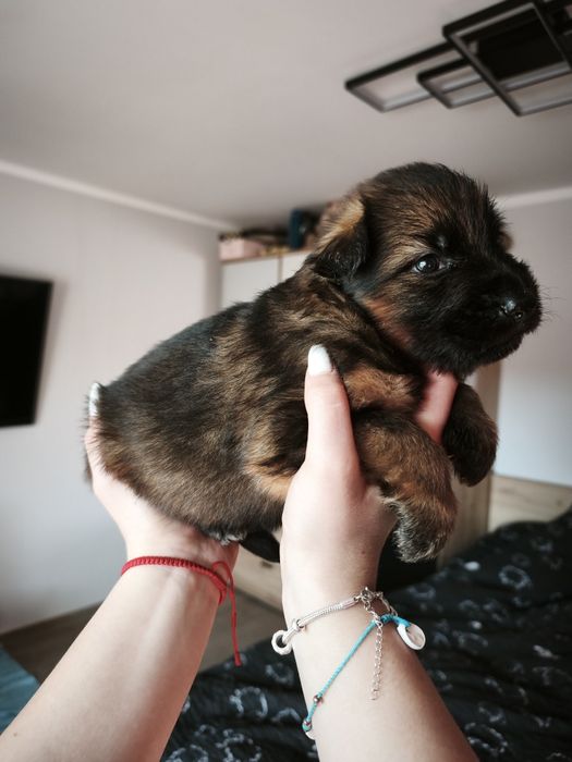 Owczarek Niemiecki Długowłosy FCI ZKwP wilczasty samiec