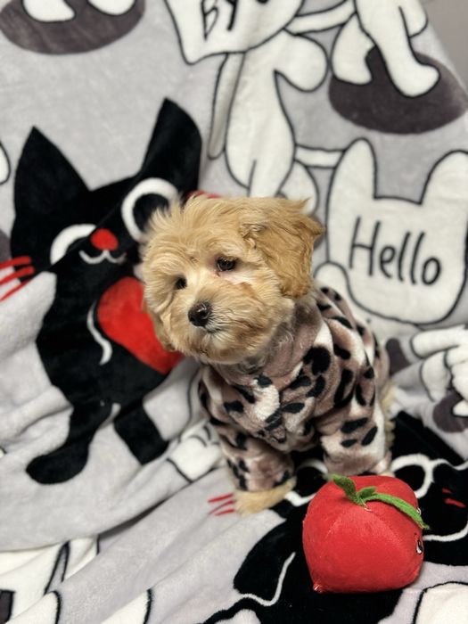 Мальтипу девочка 3 месяца