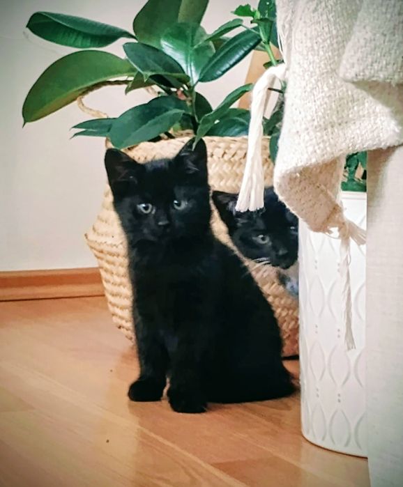 Urocze czarne kotki do adopcji