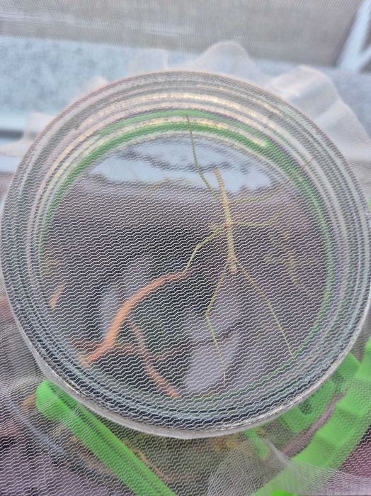 sprzedam patyczak rogaty Medauroidea extradentata odbiór Dobrzykowice