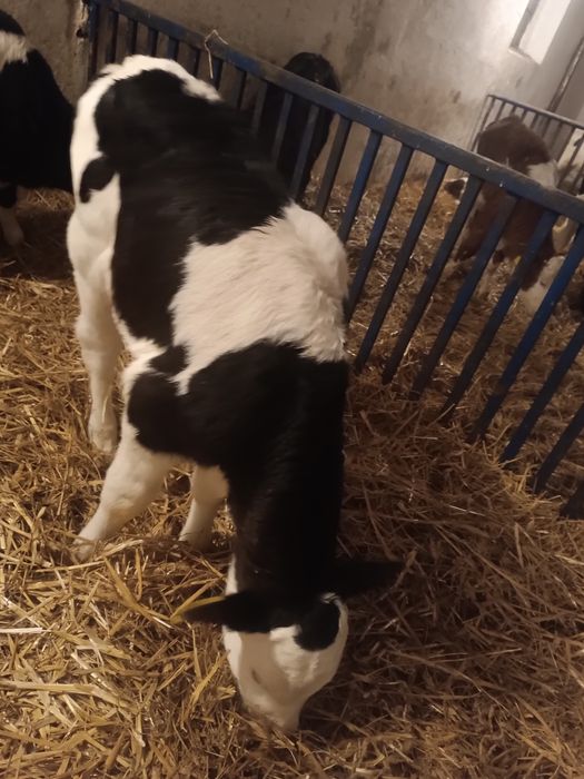 Byczek cielak żarłak