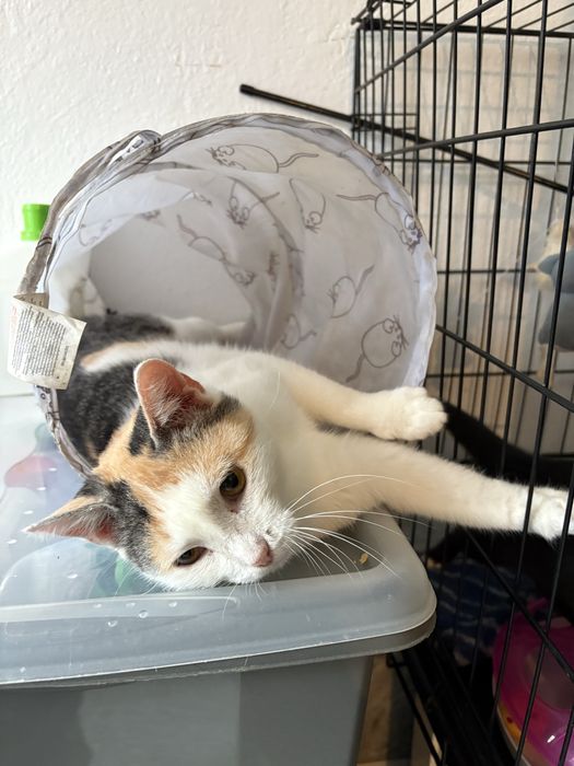 Lunka poleca się do adopcji - pokochaj