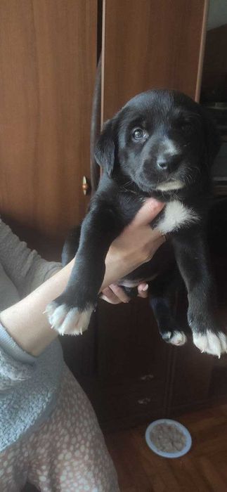 Отдам щенков Запорожье