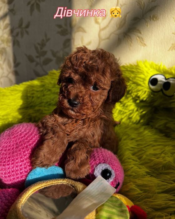 Пудель та Мальтипу ф2 хлопчики та дівчата