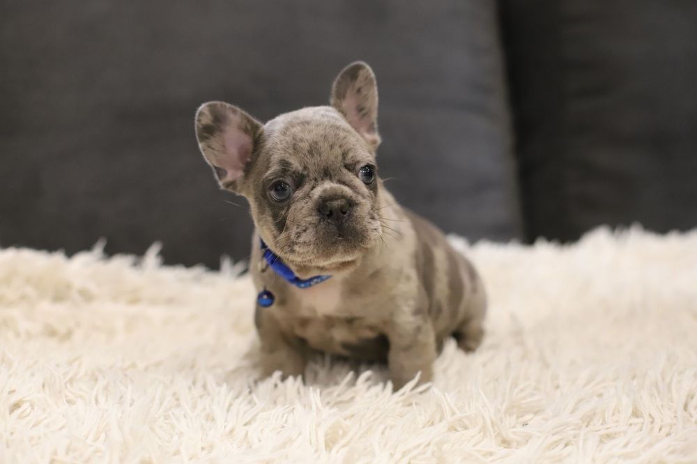 Французский бульдог мальчик голубой