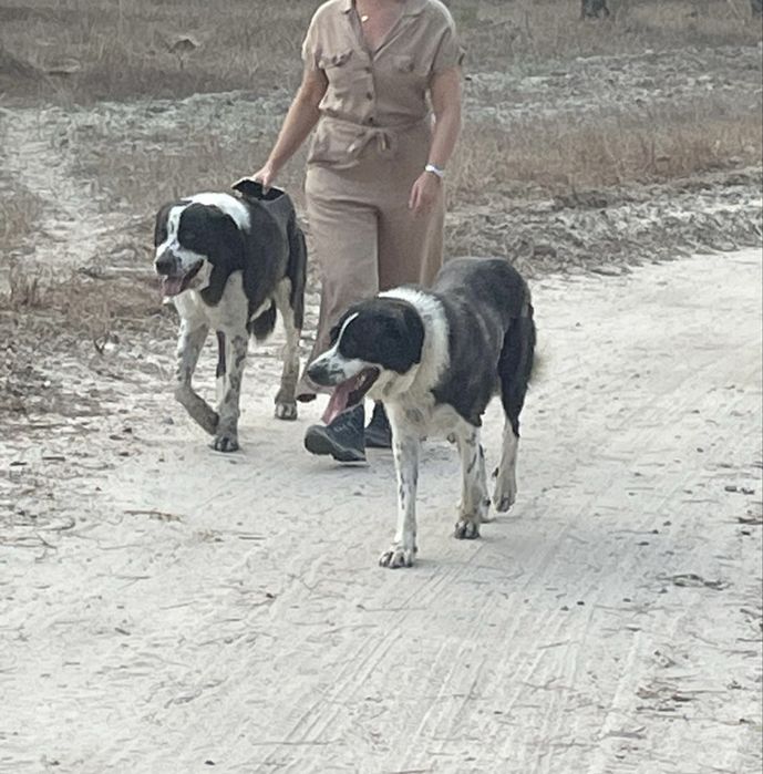 Cachorra Rafeiro do Alentejo