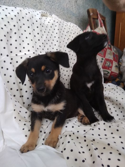 Фрося і Симба в добрие руки!!!