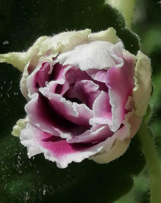 Fiolek afrykański odmianowy RC Gercoginia Lux + gratis