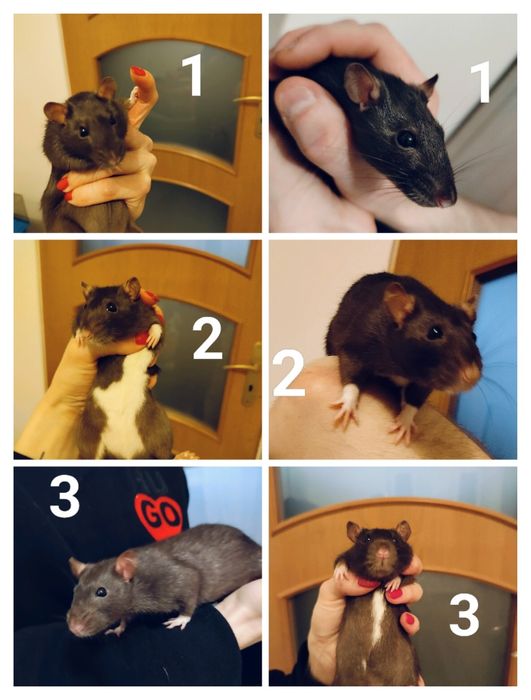 Szczur Szczurek Szczury Szczurki | Oswojone, Zbadane, Zdrowe |