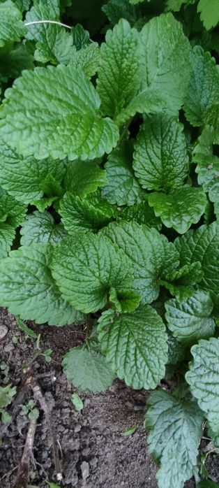 Мелисса лимонная