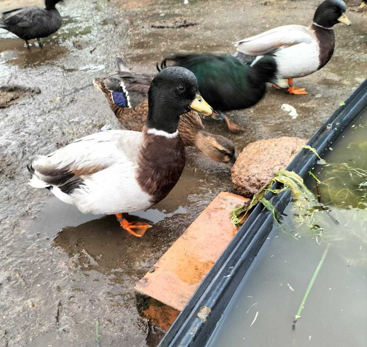 Jajka łęgowie od Call Duck