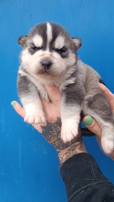 Малючки хаскі ..