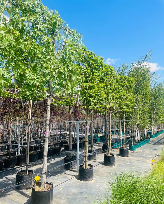 Ambrowiec Amerykański EKRAN 300 cm cena 1650 zł