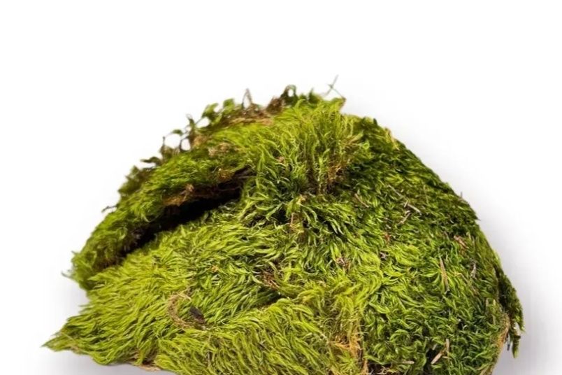 Павукам равликам мох на дерновій основі