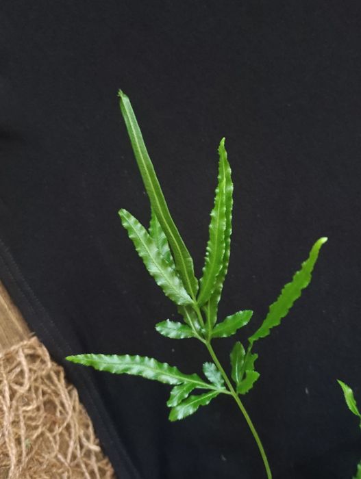 Птеріс (Pteris),