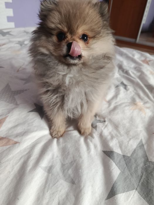 Померанський шпіц дівчинка