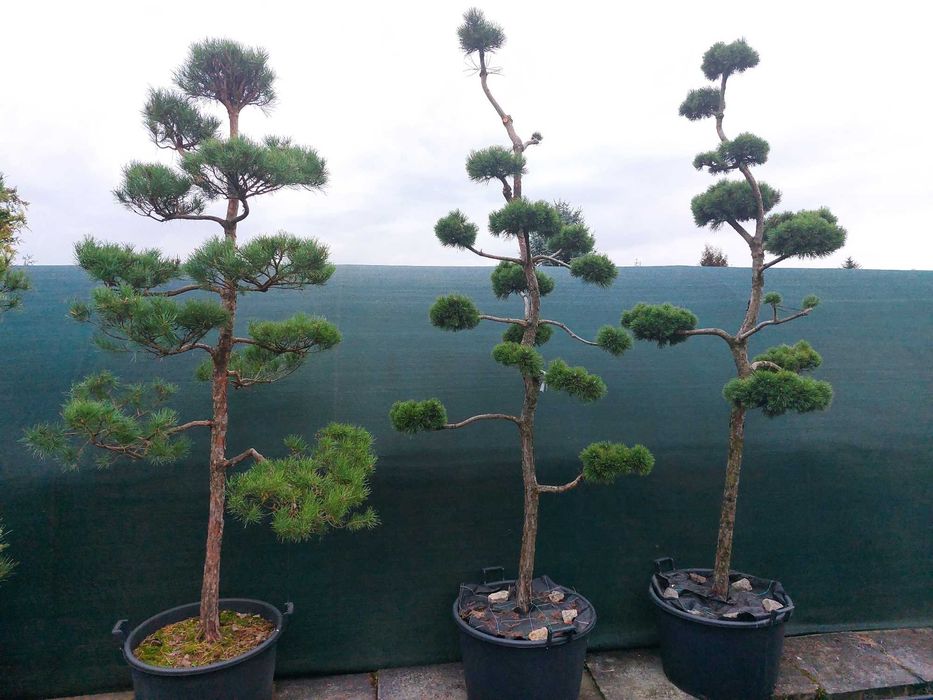 Bonsai, niwaki - Sosna, Jałowiec, Cis, Cyprysik, Szkółka krzewów