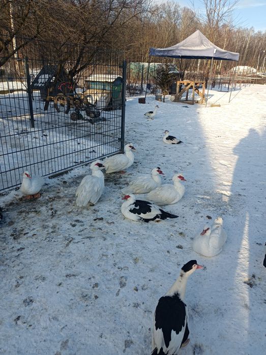 Kaczki francuskie, gęsi kałudzkie