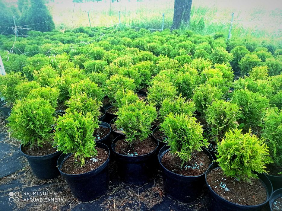 Tuja szmaragd, drzewka ozdobne, tuje 50-60cm