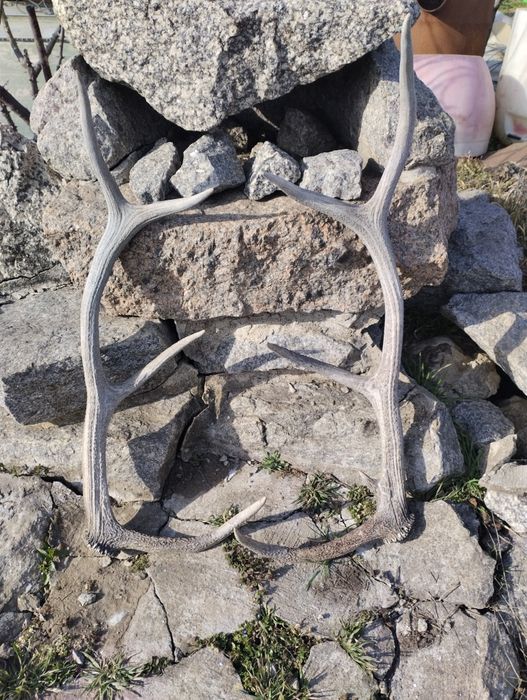 Роги оленя для подарунку, або підробок.