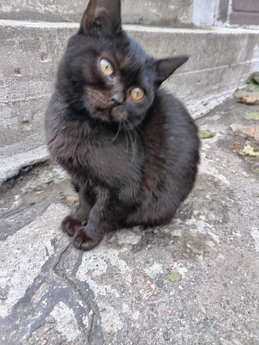 Котики Крисоловки!! Шоколадного кольору!))