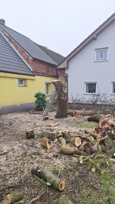 Wycinka drzew drwal -pilarz