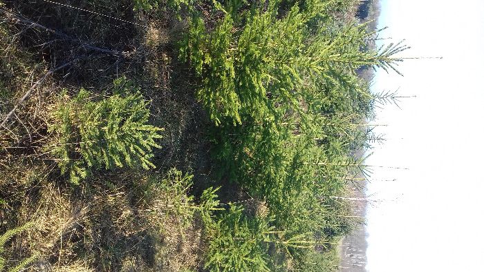 Choinki Bożonarodzeniowe