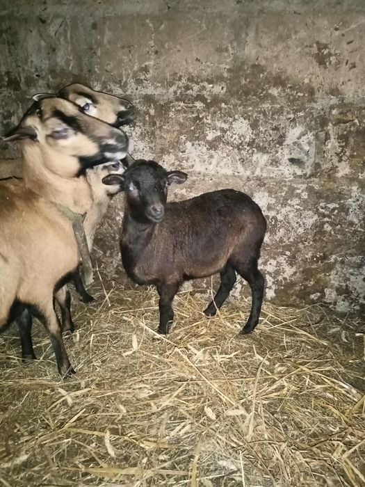 Sprzedam owce kameruńską