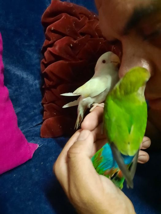 Ola lindos passarinhos para cedência