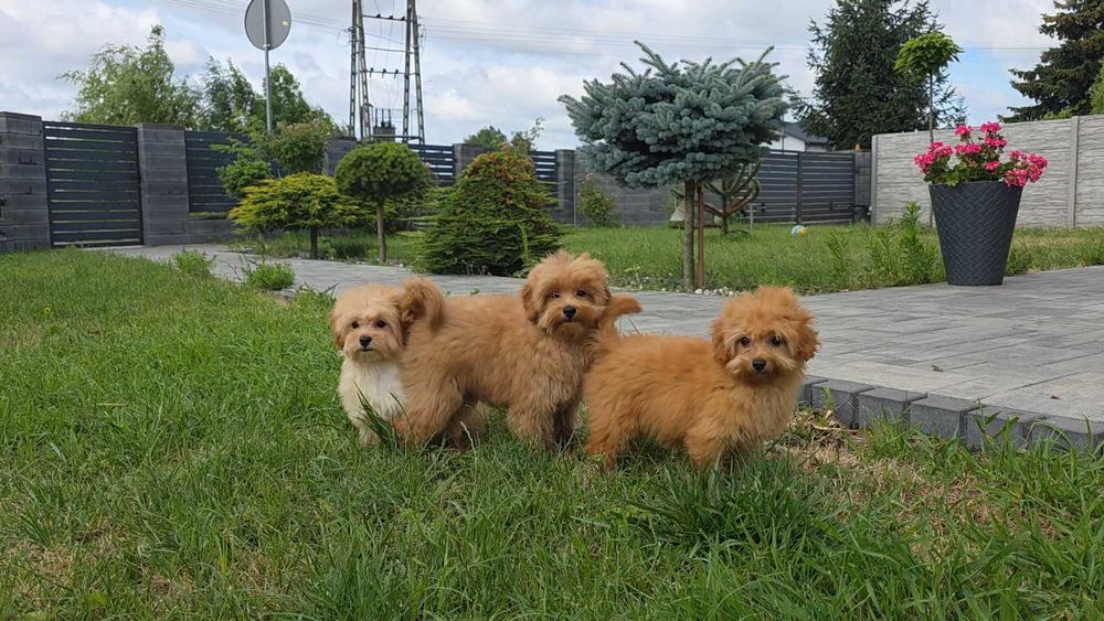 Maltipoo szczeniak