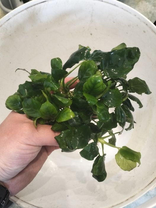 Anubias nana piękny, bez glonu