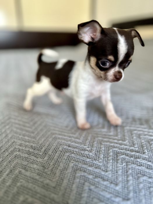 Menino Chihuahua super mini