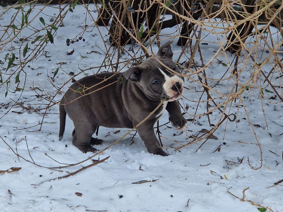 Sprzedam American Staffordshire Terrier