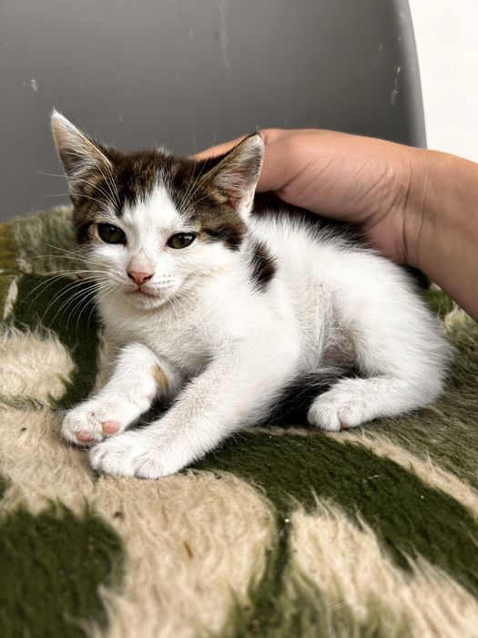 Котики 2 місяці, віддам в добрі руки