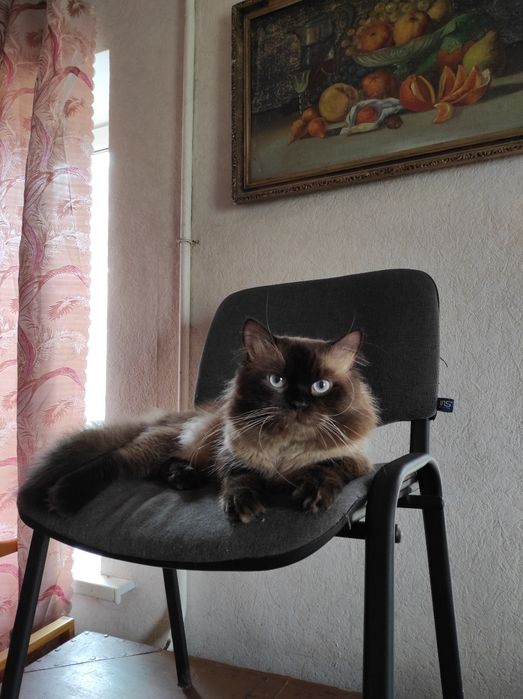 Невський маскарадний котик знає як догодити та готовий до любові
