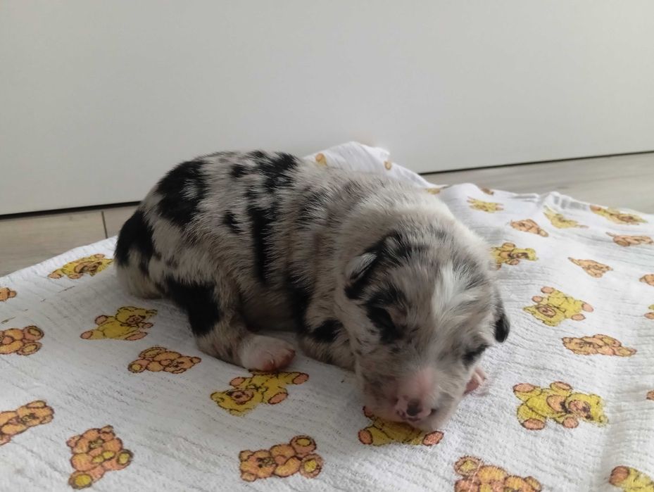 Border Collie z rodowodem