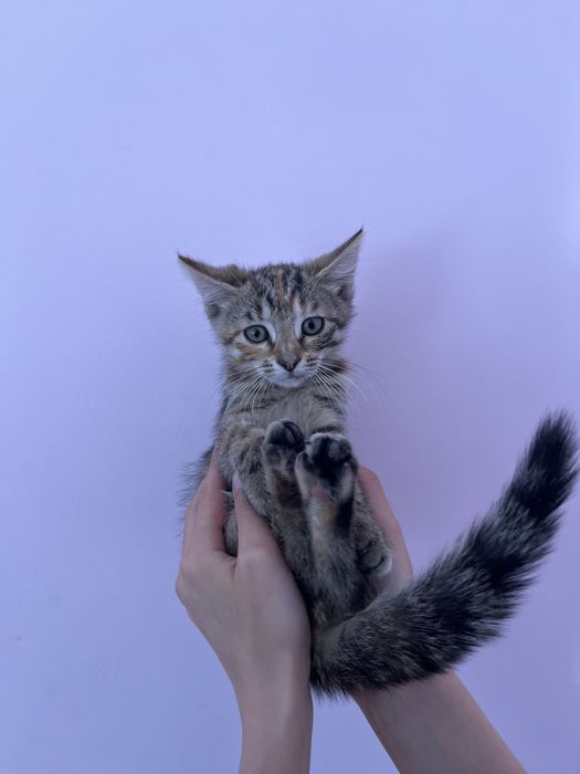 Кошенята та кішка в добрі руки!!!