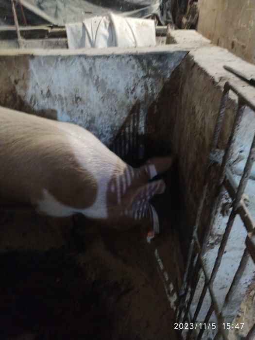 Продам кнура , велика біла