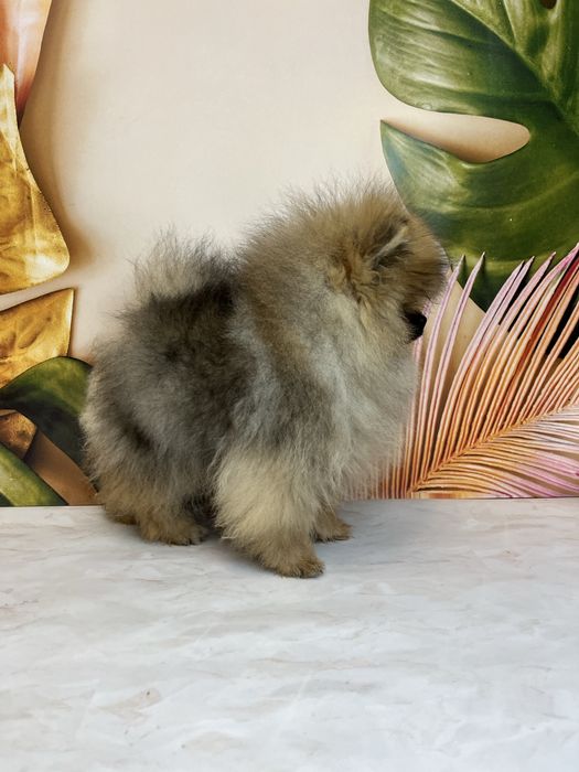 Міні хлопчик померанський шпіц